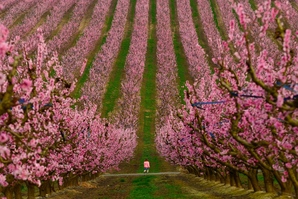 Blooming peach Aitona 2021
